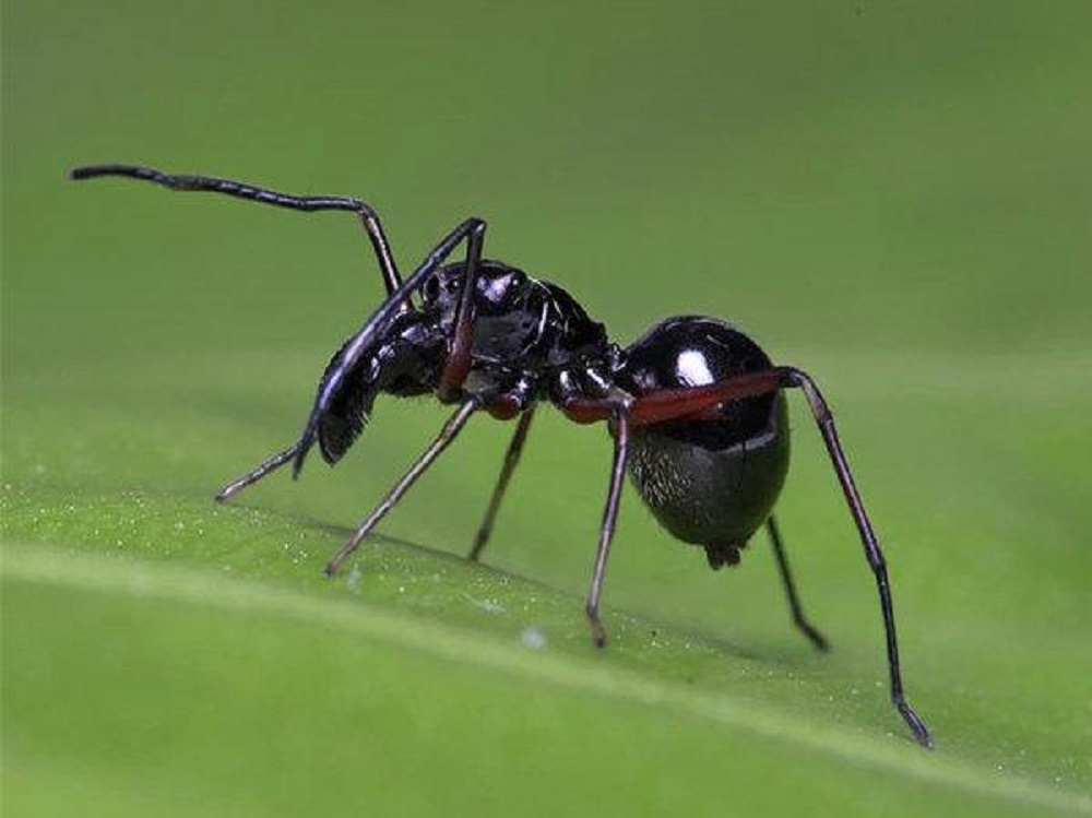 Spider