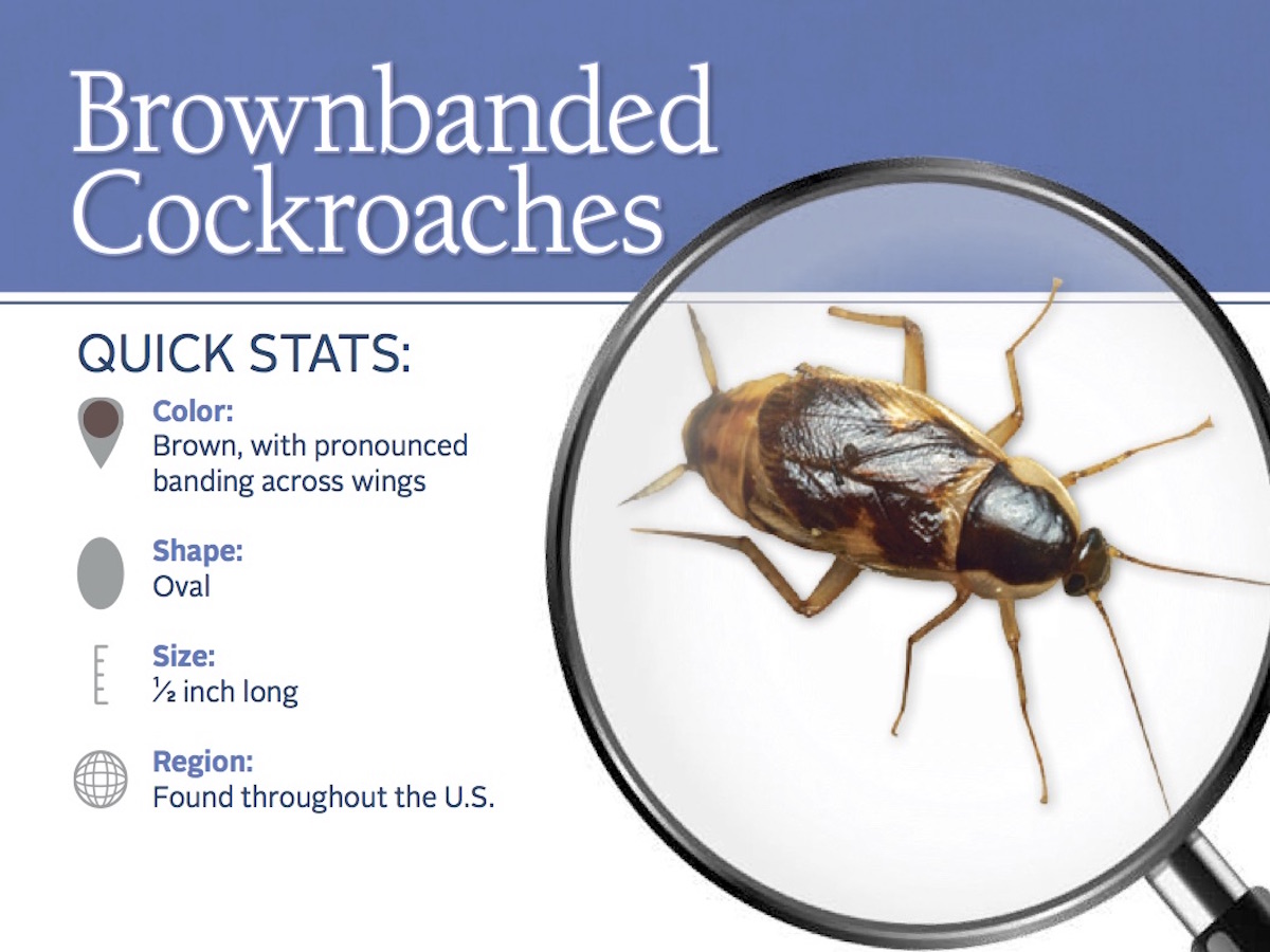 brownbanded-cockroach