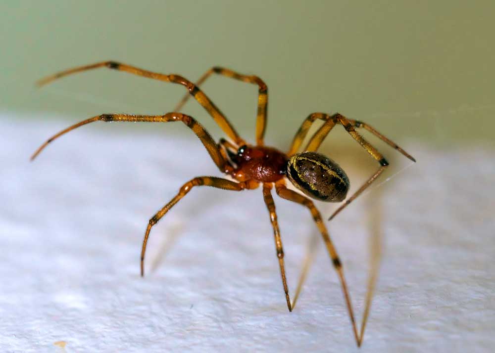 common-house-spider