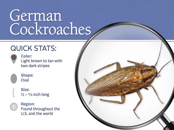 german-cockroach