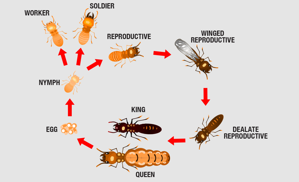 how-to-get-rid-of-termites-before-you-renovate