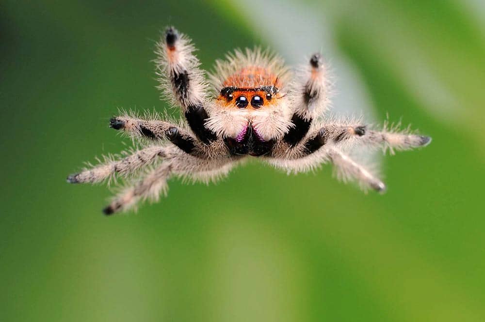 jumping-spider-jump