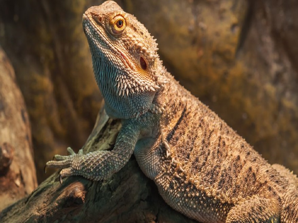 lizard