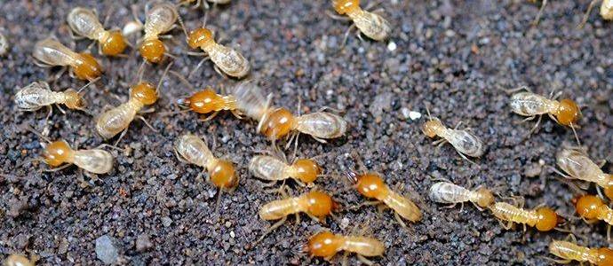 termite-infestation termite-infestation
