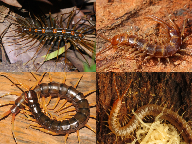 Chilopoda_collage
