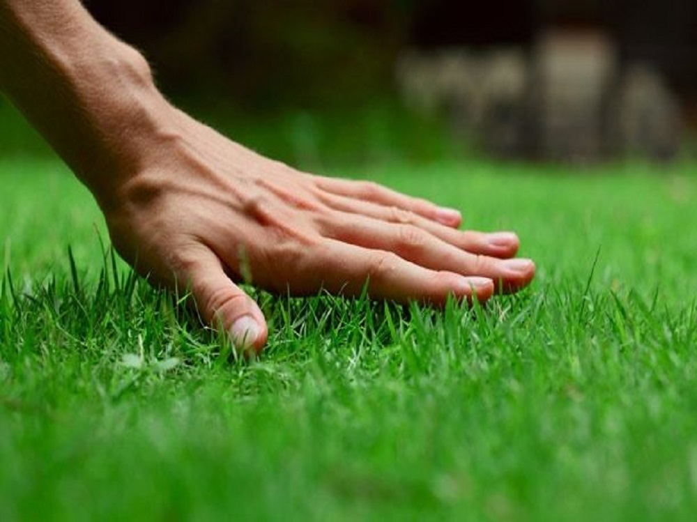 Integrated Lawn Management