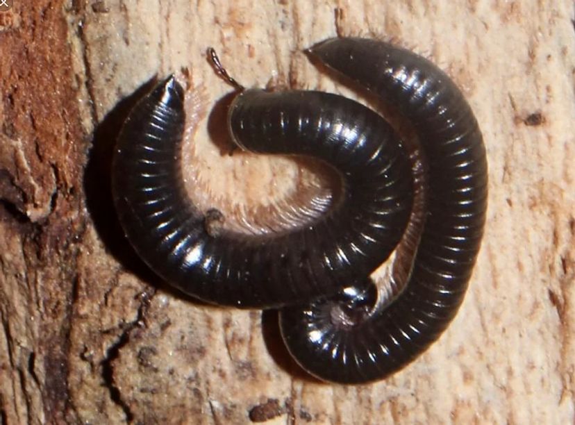 Millipede-Control
