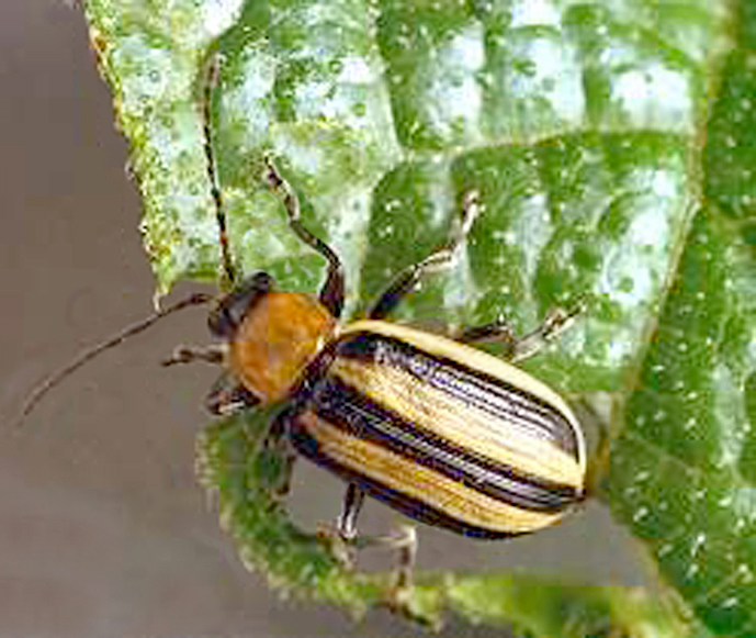 Striped_cucumber_beetle_1