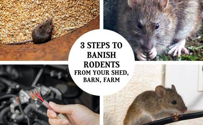 banish-rodents-featured-2400px banish-rodents-featured-2400px