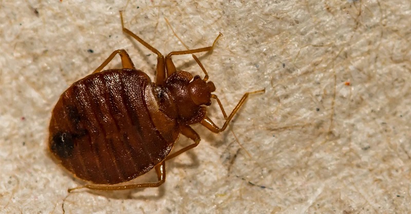 bed-bug-close-up-blog