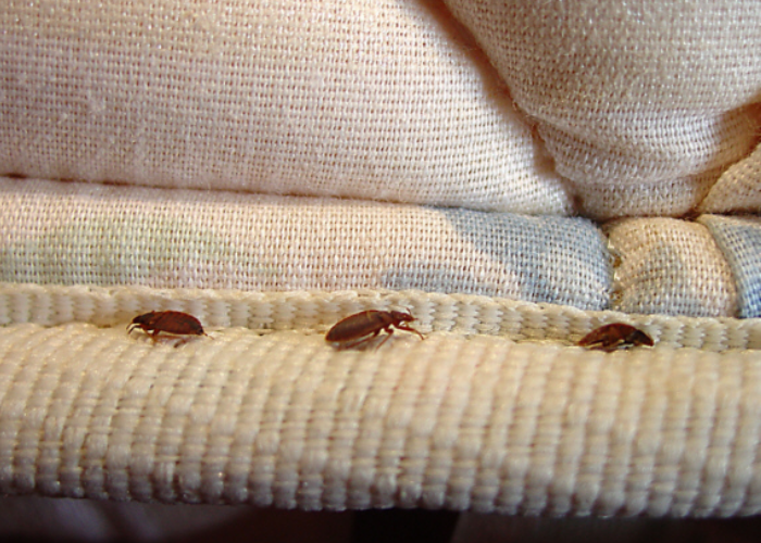 bed-bug