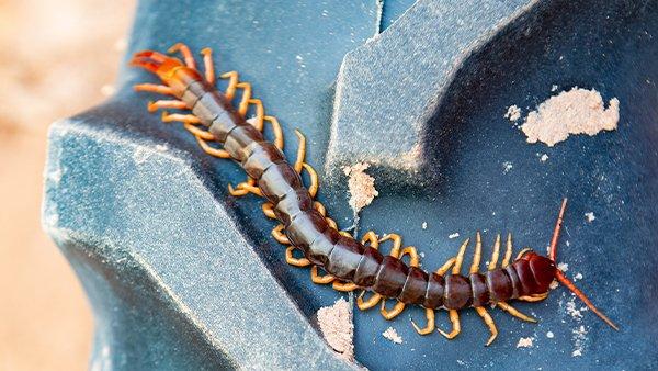 centipede-crawling-on-a-tire
