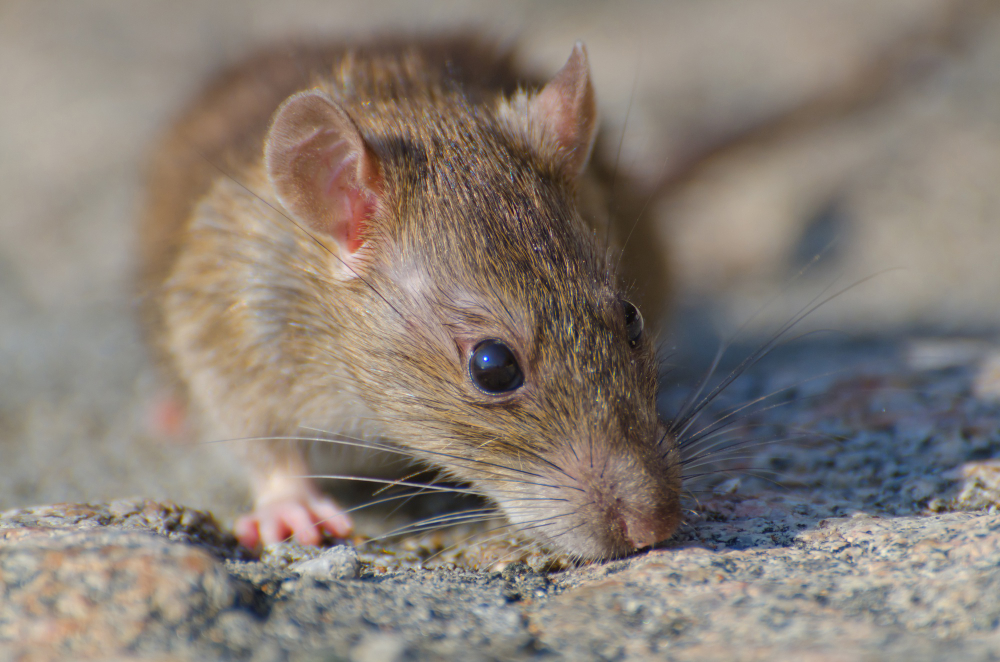 closeup-selective-focus-shot-brown-rat-concrete-ground