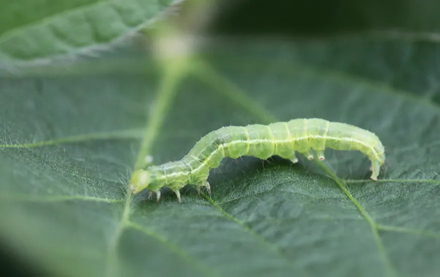 green-cloverworm-hypena-scabra