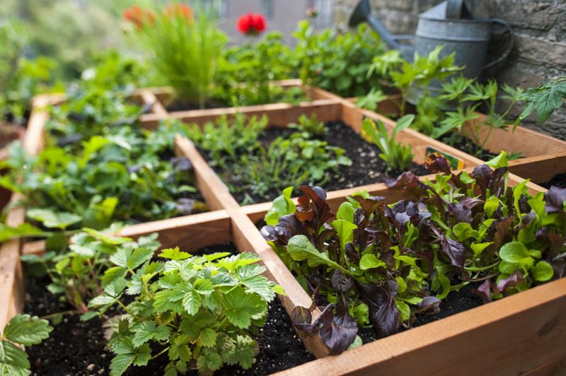 kitchen_garden (1)