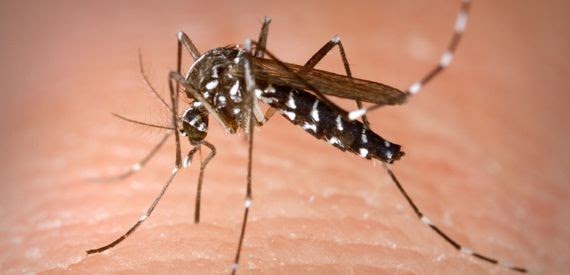 main_mosquito-control-1
