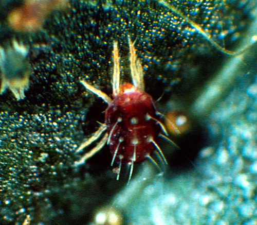 mites