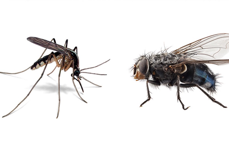 mosquitos