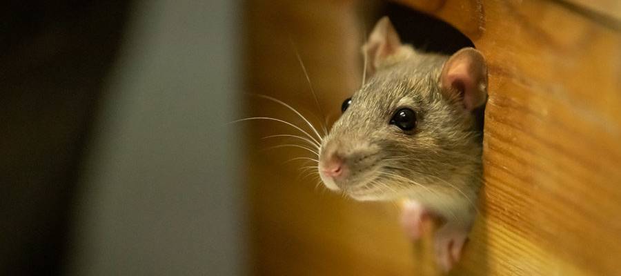 mouse-in-hole mouse-in-hole