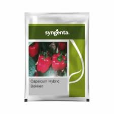 Sygenta Bokken | Capsicum (1000 seed)
