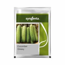 Sygenta Glossy | Cucumber Seeds 10g