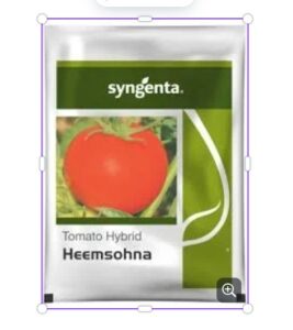 Syngenta Heemshona | Hybrid Tomato (3500 Seeds)