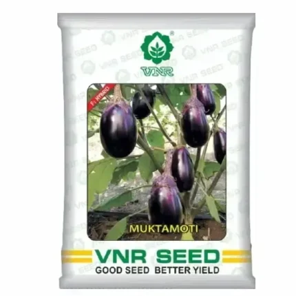 VNR Muktamoti Hybrid F1 Brinjal Seeds 10gm