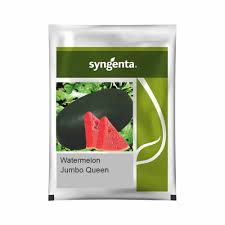 Syngenta Jumbo Queen | Watermelon 50gm