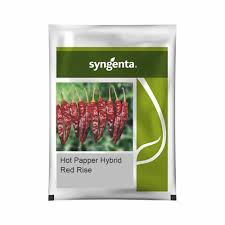 Sygenta Red rise | Hybrid Hot pepper (20000 Seeds)